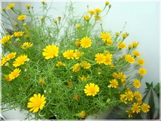 HẠT GIỐNG HOA CÚC SAO BĂNG