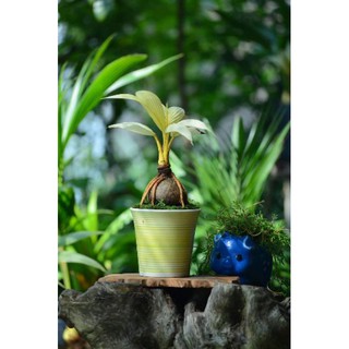 Cây Dừa bonsai  - Cây Giống Nhập Khẩu