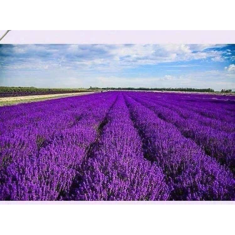 Túi thơm hưng hoa laveder