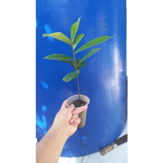 2 cây hồng nhung 6 lá (4 lá trở lên cây đã khỏe tỷ lệ sống cao)