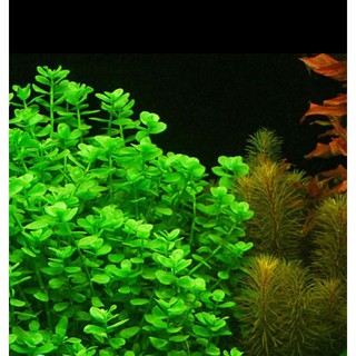 cây thủy sinh lệ nhi dễ trồng