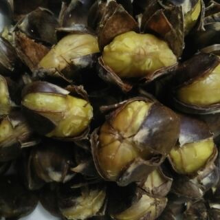 Hạt Dẻ sống