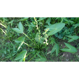 Hạt giống cây kèo nèo (gói 0.1gram)