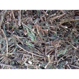 1kg cây xấu hổ hoa tín thơm loại 1