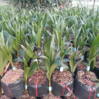 Dừa xiêm dứa Thái Lan