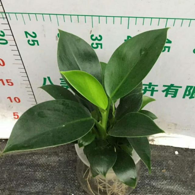 Chậu trầu bà đế vương xanh