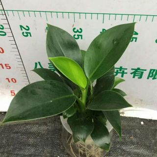 Chậu trầu bà đế vương xanh