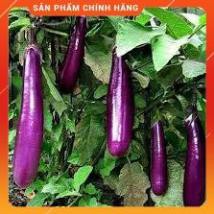 HẠT GIỐNG CÀ DÁI DÊ CAO SẢN