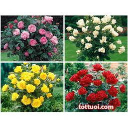 Hạt giống hoa hồng thân gỗ mix nhiều màu-Tổng kho hạt giống giá rẻ