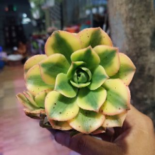 Sen đá Aeonium "mặt trời bé con"