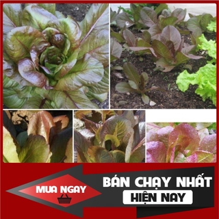 [ Big Sale ] Hạt giống xà lách mỡ tím (roime tía)