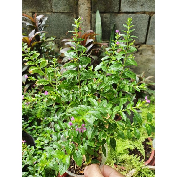 Cây hoa cẩm tú mai