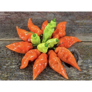 Hạt giống ớt ngọt habanada mỹ