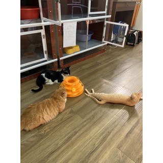 Tháp bóng 3 tầng cho mèo