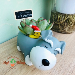Chậu Trồng Cây Sen Đá Xương Rồng Mô Hình Chú Chó Schnauzer Say Ngủ Để Bàn Làm Việc