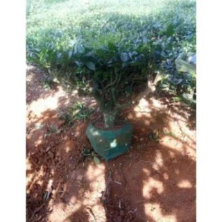 Gốc Chè cổ Bonsai 15-25 năm [Siêu sạch]