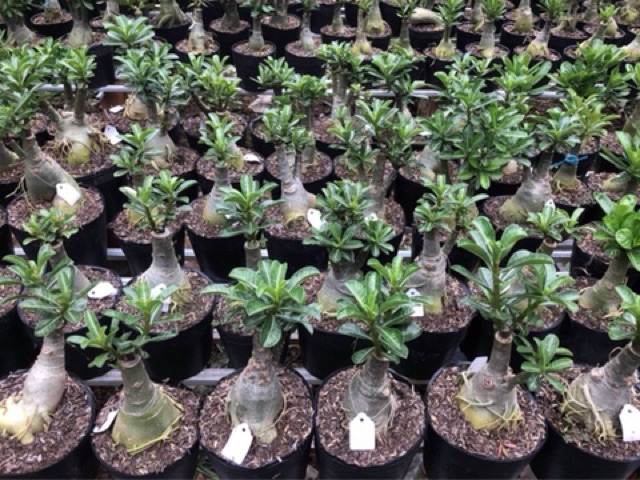 Sứ ghép màu mới Black