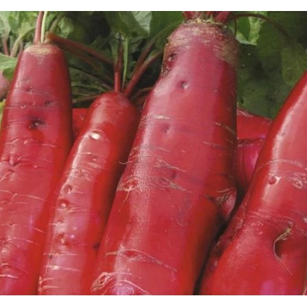 HẠT CỦ CẢI ĐỎ DÀI - GÓI 5 GRAM