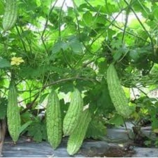 50 HẠT GIỐNG KHỔ QUA - MƯỚP ĐẮNG XANH