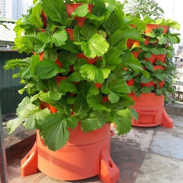 THÀNH PHỐ XANH