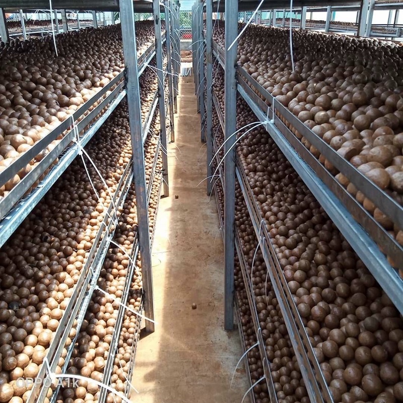 500Gr Hạt Macca Lâm Đồng kèm dụng cụ tách hạt