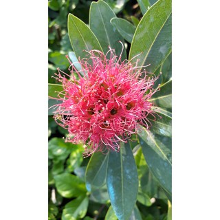 Cây Mai Thái ( cam , hồng , Vàng)
