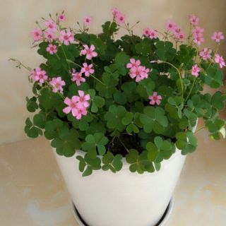 Cỏ may mắn_ cỏ ba lá