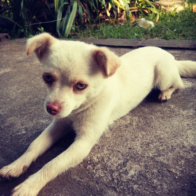 akthangak