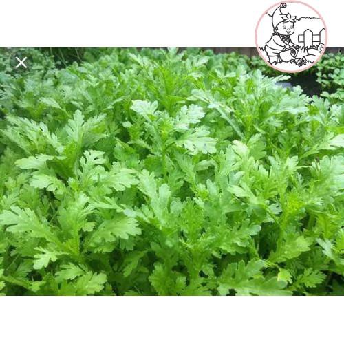 Hạt giống rau tần ô cải cúc  - GÓI 20 GRAM