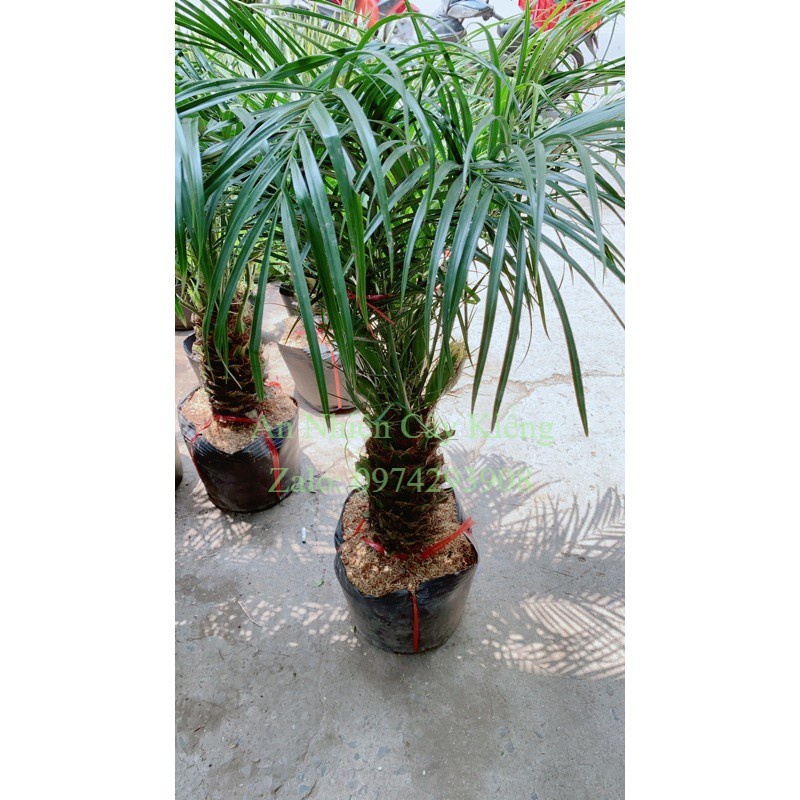 Cau Nga Mi Có Hoa Lớn