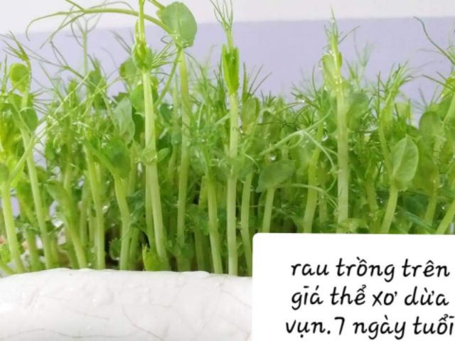 1 KG HẠT GIỐNG ĐẬU HÀ LAN KHÔNG CHẤT BẢO QUẢN LÀM RAU MẦM, SỮA HẠT, BỘT MẦM