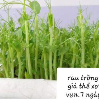 Hạt giống rau mầm đậu Hà Lan làm sữa hạt, bột mầm, trồng rau mầm. Gói 500gr