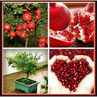 Hạt giống lựu lùn gói 20 hạt