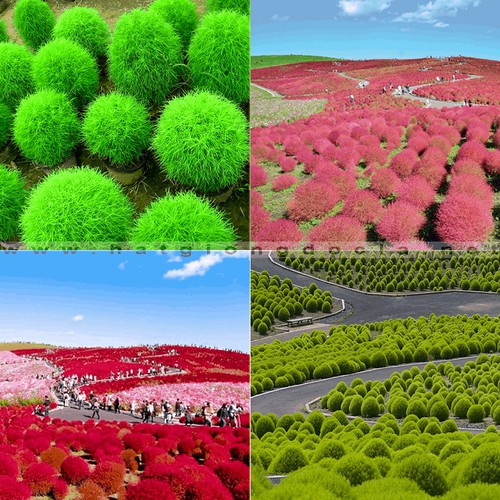 Hạt Giống Cỏ Đổi Màu F1 Loại Siêu Dễ Trồng Hoa Nở Đẹp Kháng Sâu Bệnh (100gram, 200gr, 500gram)