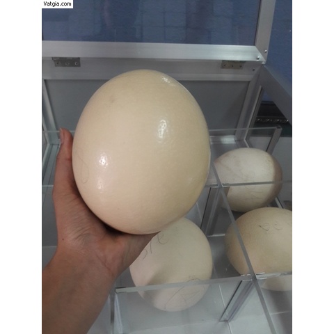 Vỏ Trứng Đà Điểu Trang Trí Điêu Khắc