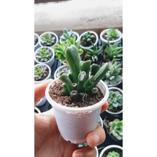 Sen đá ống điếu