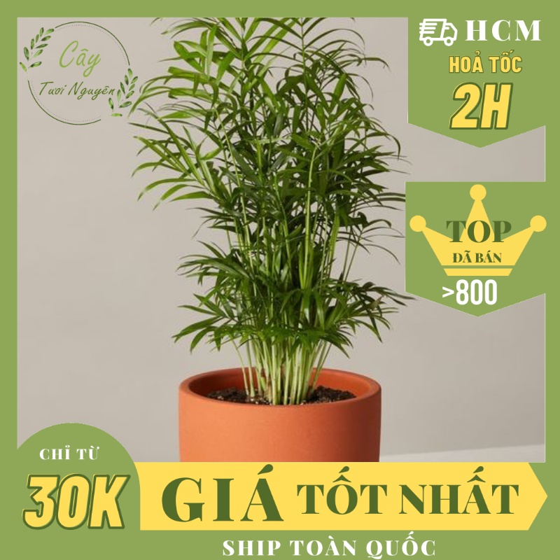 CÂY CAU TIỂU TRÂM, , cây phong thủy hút tài lộc để bàn mini GIÁ RẺ, lọc không khí,