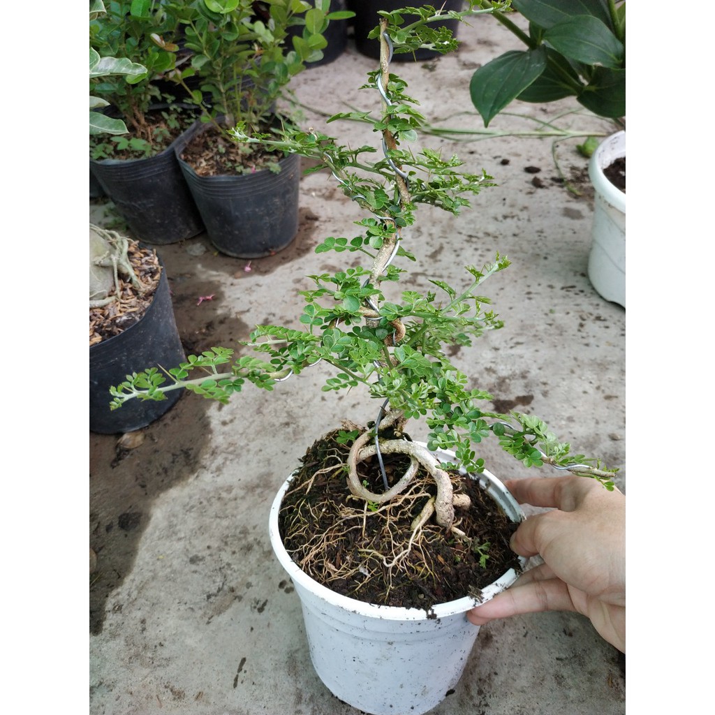 Cây Cần Thăng - Cây cảnh Bonsai mini  - caykiengsadec + Tặng phân bón cho cây mau lớn