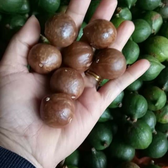 hạt macca Đăk Lăk