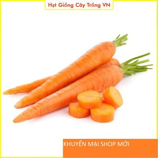Hạt giống Cà Rốt Thường F1 - Gói 3 Gram khuyến mại shop mới