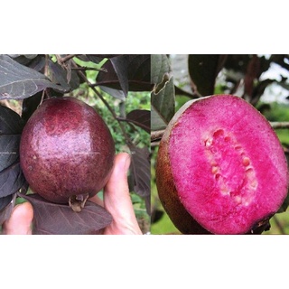 Combo 3 cây ổi tím malaysia