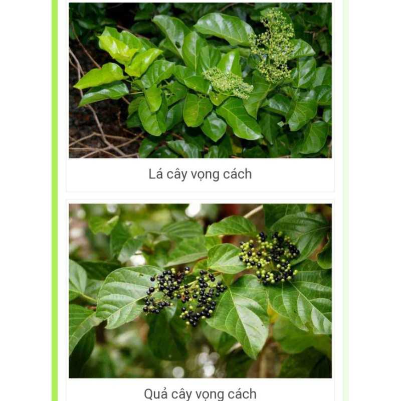 Cành và lá vọng cách  cây lá cách tươi