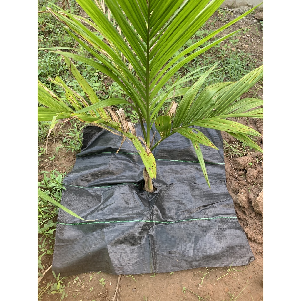 10 TẤM BẠT PHỦ ĐẤT CHỐNG CỎ KHỔ 1.2*1.2m (SHOP BẦU ƯƠM THÔNG MINH, LƯỚI CHE NẮNG,KEO LIỀN SẸO..)