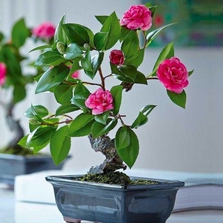 Phân trùn quế viên nén cao cấp