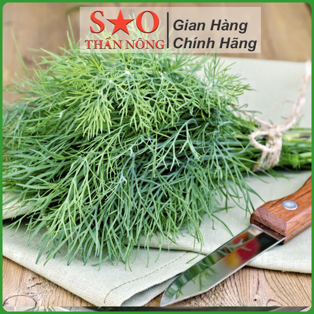 Hạt giống rau Thì là Sao Thần Nông cao sản thời vụ quanh năm