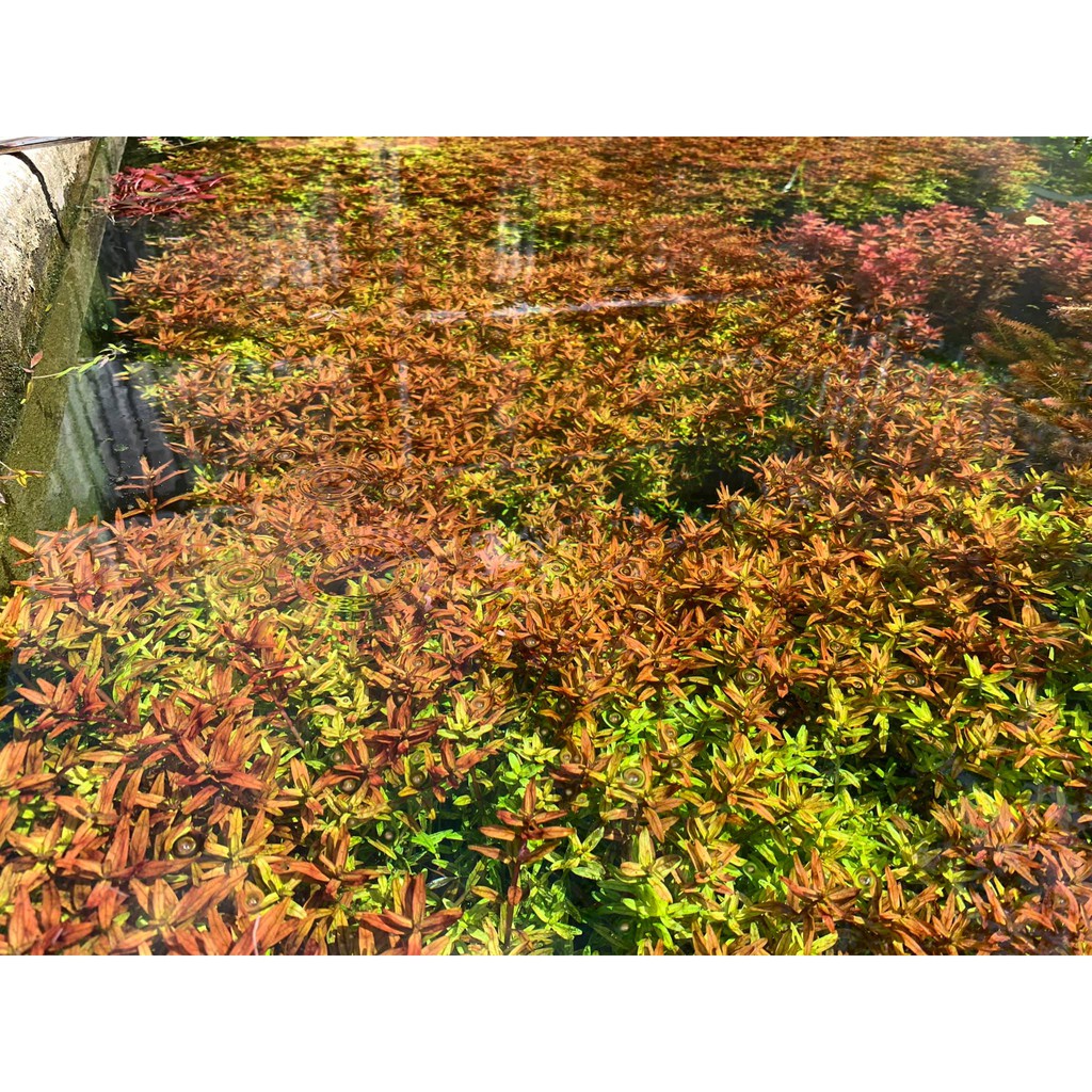 Combo 5 chậu vảy ốc đỏ - 80k