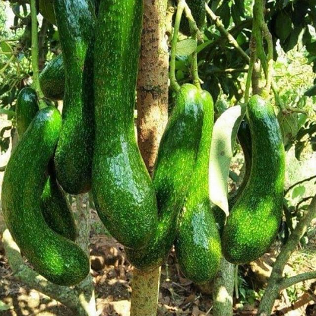 Cây Giống Bơ 034 - Cây Giống Quả Bơ Dài Béo Ngậy Cơm Vàng Dày