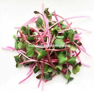 Hạt giống Mầm củ cải đỏ