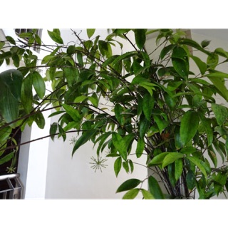 Cây trúc nhật cây con