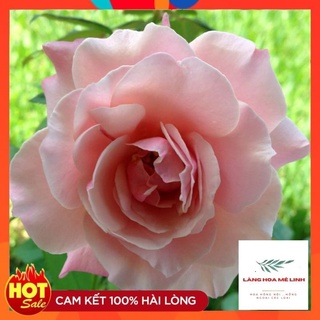 Hoa hồng leo Our Lady of Guadalupe [🌷HỒNG NHẠT - SIÊU RẺ 🌷]Hoa có màu hồng, thơm nhẹ. Hoa rất sai , hoa quanh năm.🌷